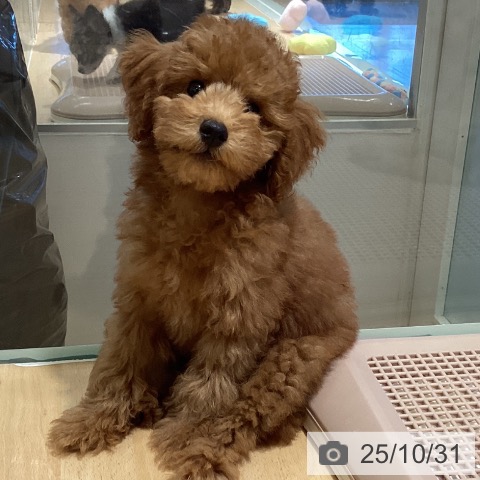 トイ・プードルの写真