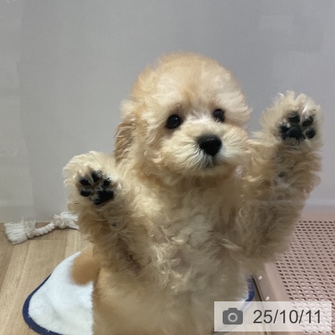 トイ・プードルの写真