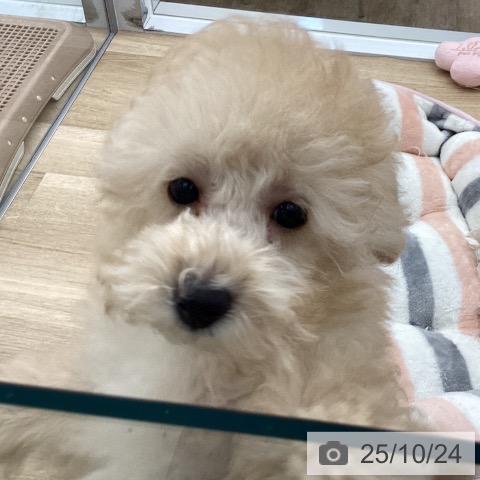 トイ・プードルの写真