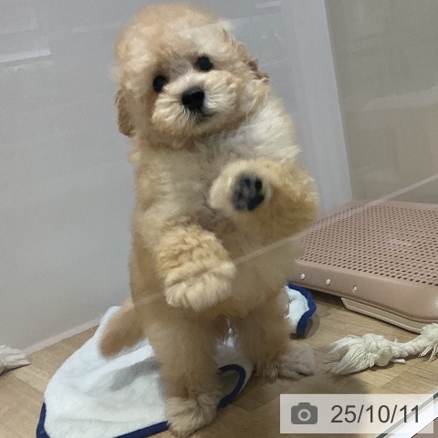 トイ・プードルの写真