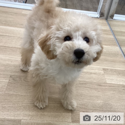 トイ・プードルの写真