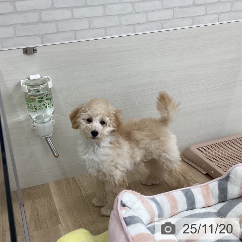 トイ・プードルの写真