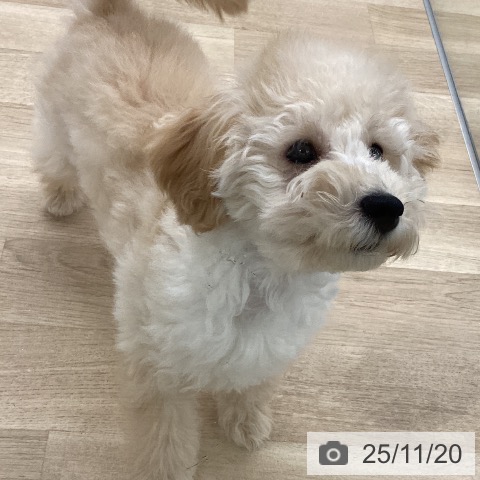 トイ・プードルの写真