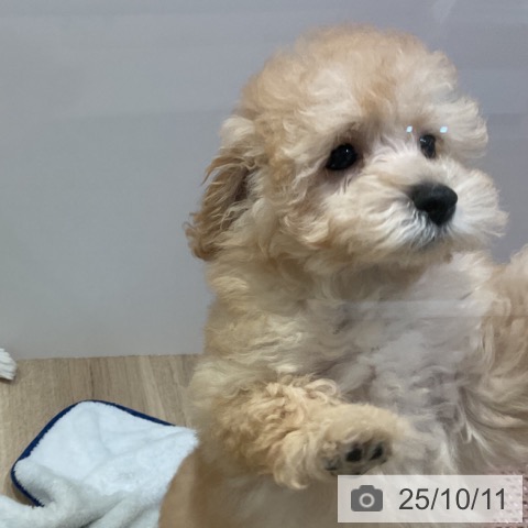 トイ・プードルの写真