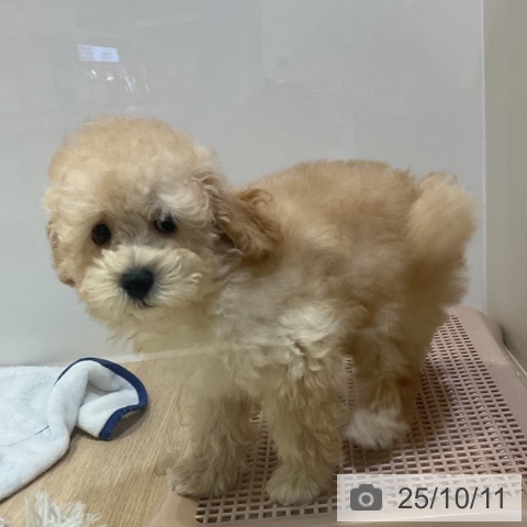 トイ・プードルの写真