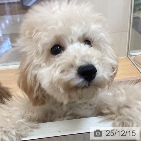 福岡県のトイプードル(トイ) (ペットプラス 福岡伊都店/2025年8月1日生まれ/男の子/アプリコット)の子犬の4枚目の画像