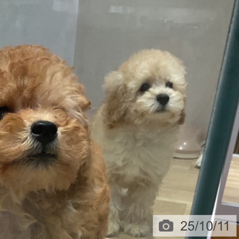 トイ・プードルの写真