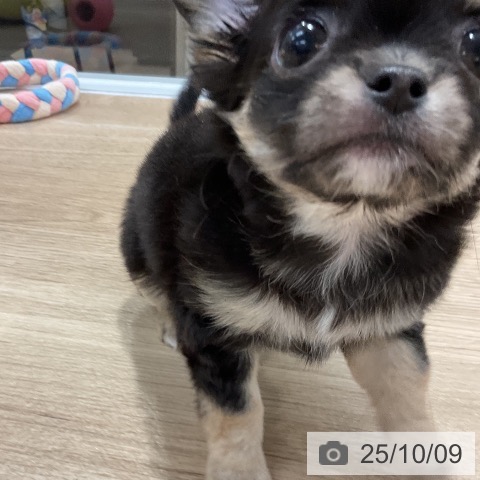 チワワの写真