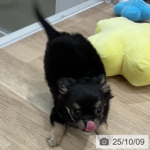 チワワの写真