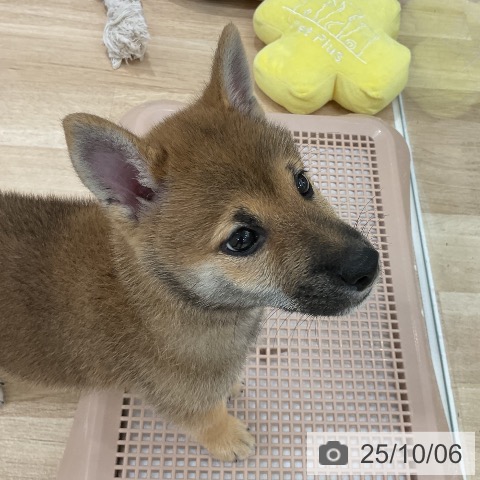 柴の写真