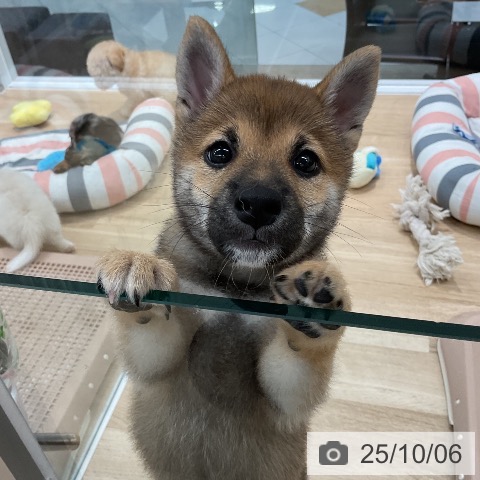 柴の写真
