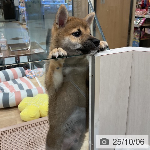 柴の写真