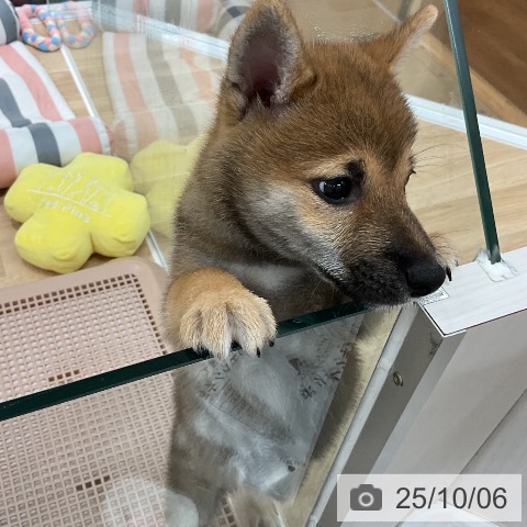 柴の写真