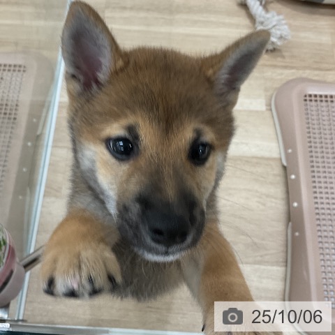 柴の写真