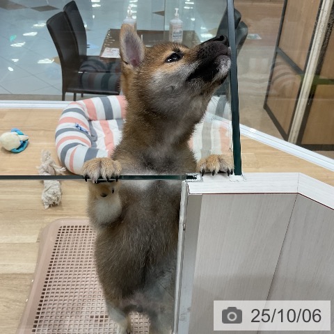 柴の写真