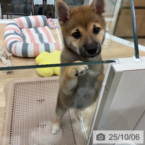 柴の写真