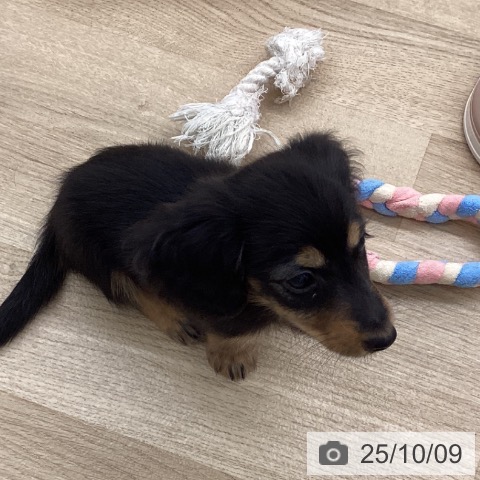 ミニチュア・ダックスフンドの写真