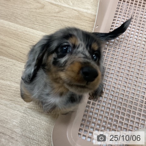 ミニチュア・ダックスフンドの写真