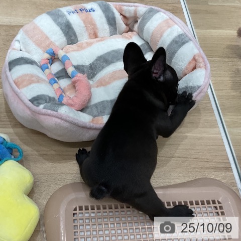 フレンチ・ブルドッグの写真
