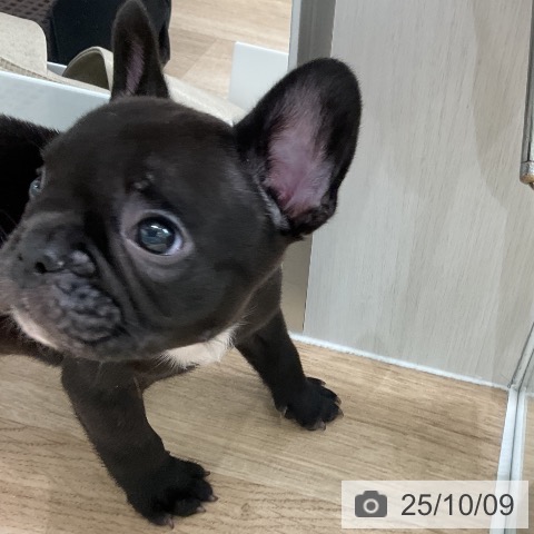 フレンチ・ブルドッグの写真