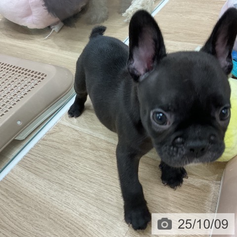 フレンチ・ブルドッグの写真