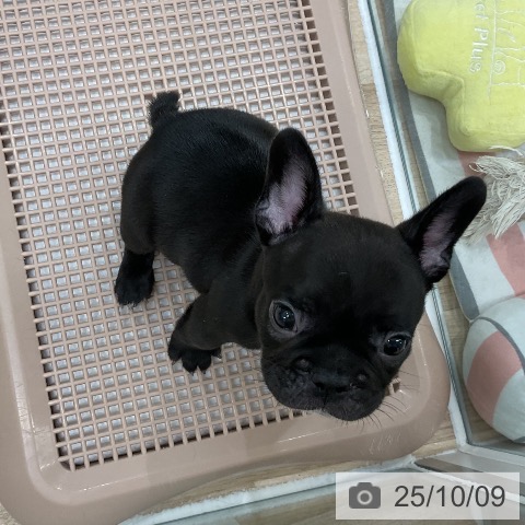 フレンチ・ブルドッグの写真