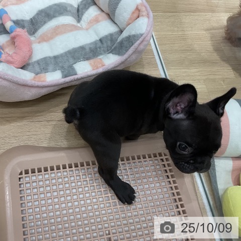 フレンチ・ブルドッグの写真