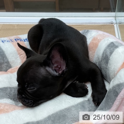 フレンチ・ブルドッグの写真