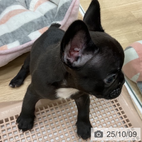 フレンチ・ブルドッグの写真