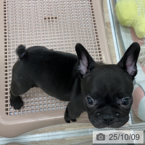 フレンチ・ブルドッグの写真