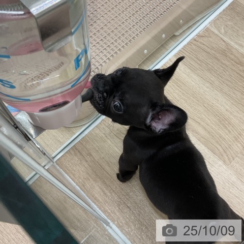 フレンチ・ブルドッグの写真