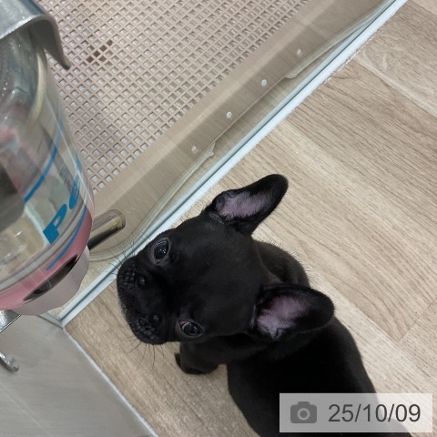 フレンチ・ブルドッグの写真