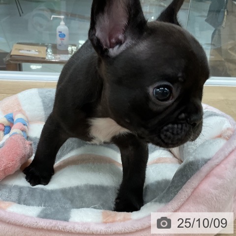 フレンチ・ブルドッグの写真