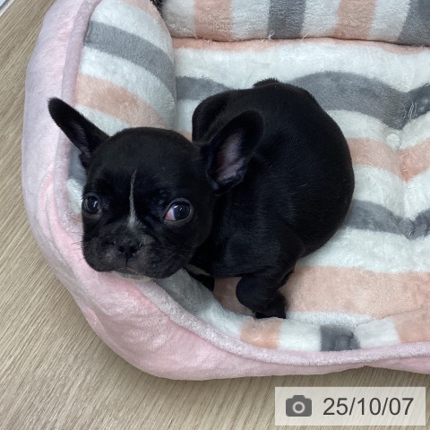 フレンチ・ブルドッグの写真