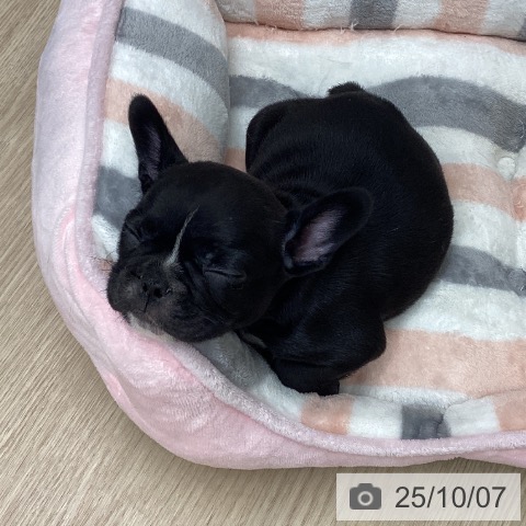 フレンチ・ブルドッグの写真