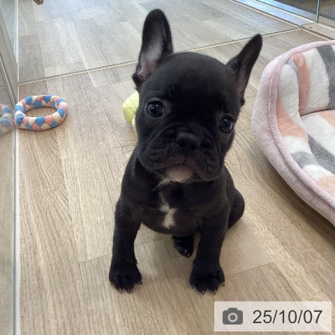 フレンチ・ブルドッグの写真