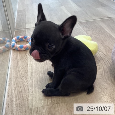 フレンチ・ブルドッグの写真