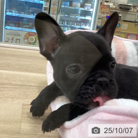 フレンチ・ブルドッグの写真