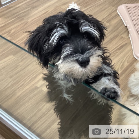 ミニチュア・シュナウザーの写真