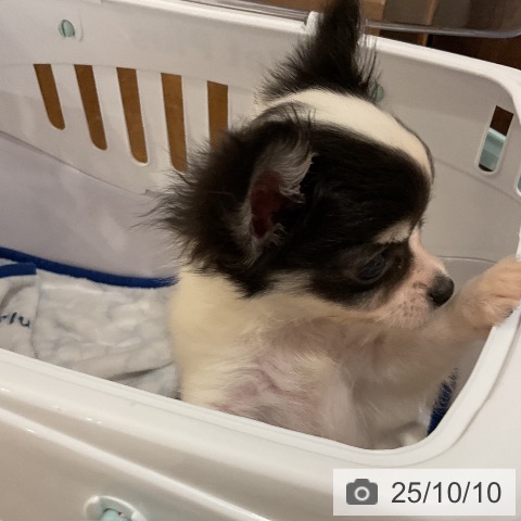 チワワの写真