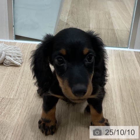 ミニチュア・ダックスフンドの写真