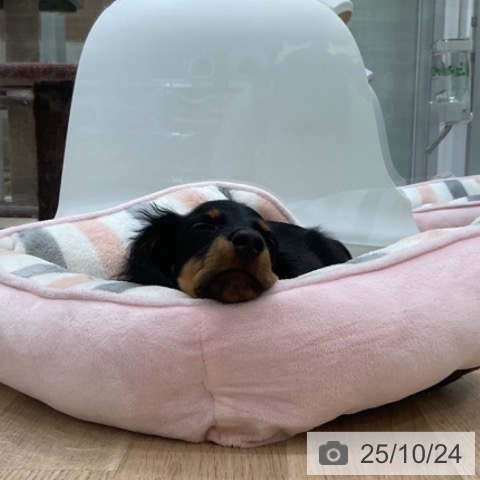 ミニチュア・ダックスフンドの写真