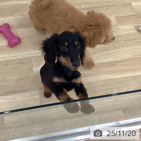 ミニチュア・ダックスフンドの写真