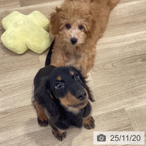 ミニチュア・ダックスフンドの写真