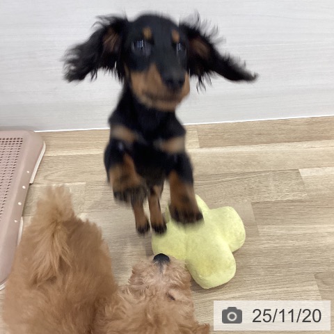 ミニチュア・ダックスフンドの写真