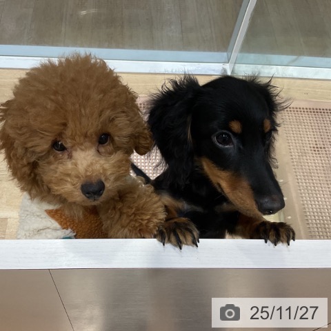 ミニチュア・ダックスフンドの写真