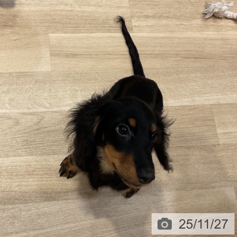 ミニチュア・ダックスフンドの写真