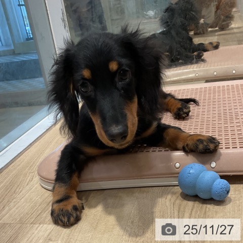 ミニチュア・ダックスフンドの写真