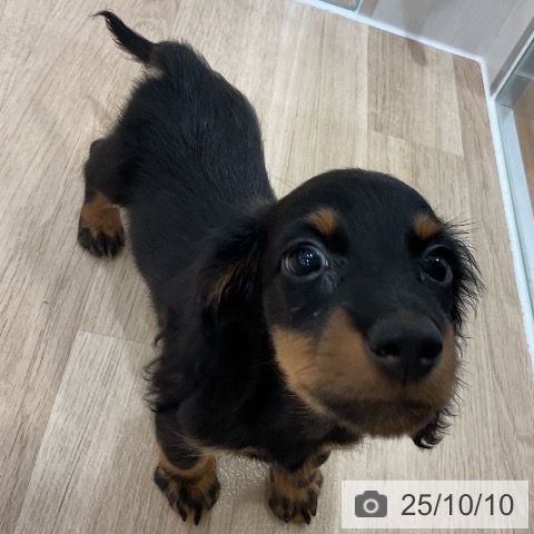 ミニチュア・ダックスフンドの写真