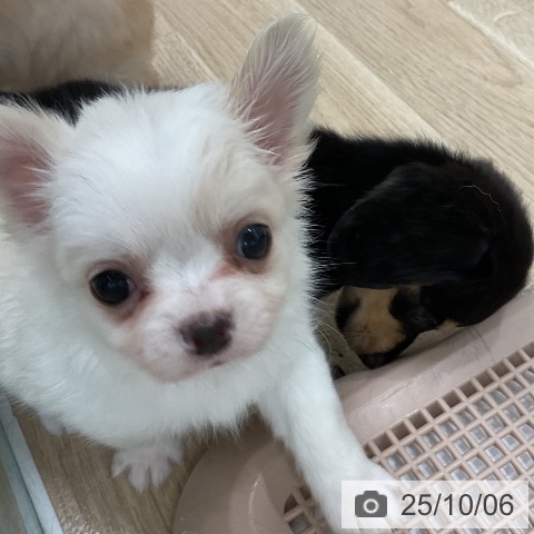 チワワの写真